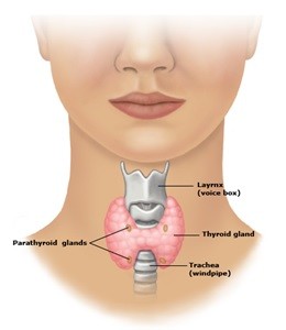 Thyroids
